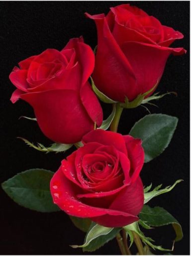 Three red roses with green leaves against a dark background.